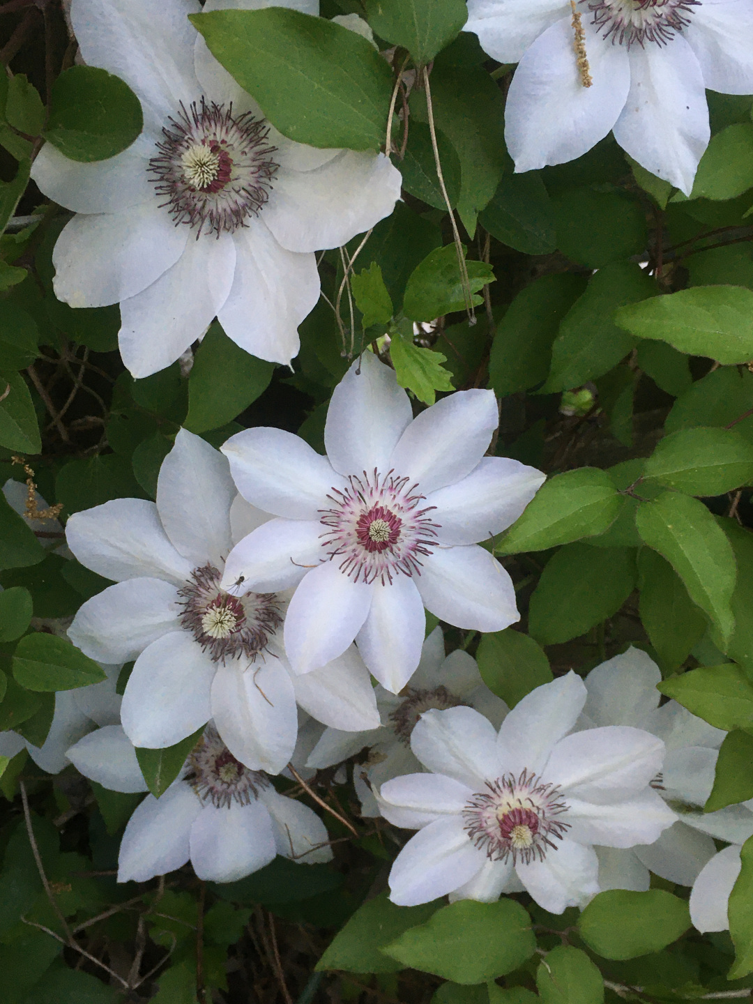 white clematis