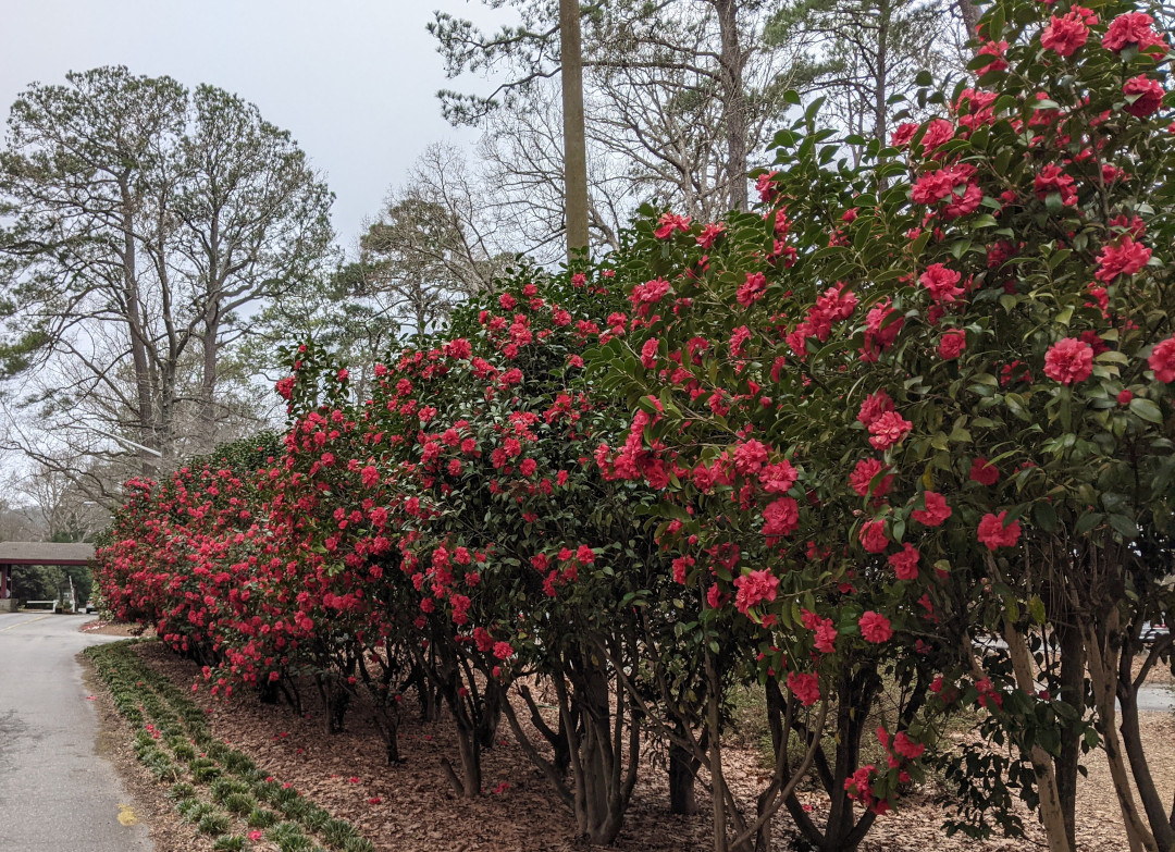 Hedge covered with red flowers