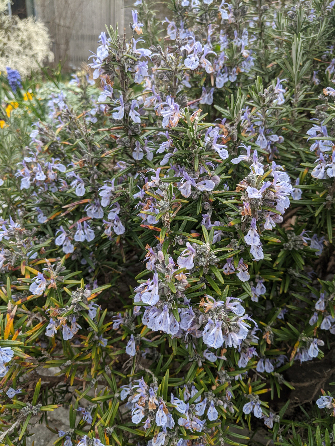 rosemary shrub with purple flowers