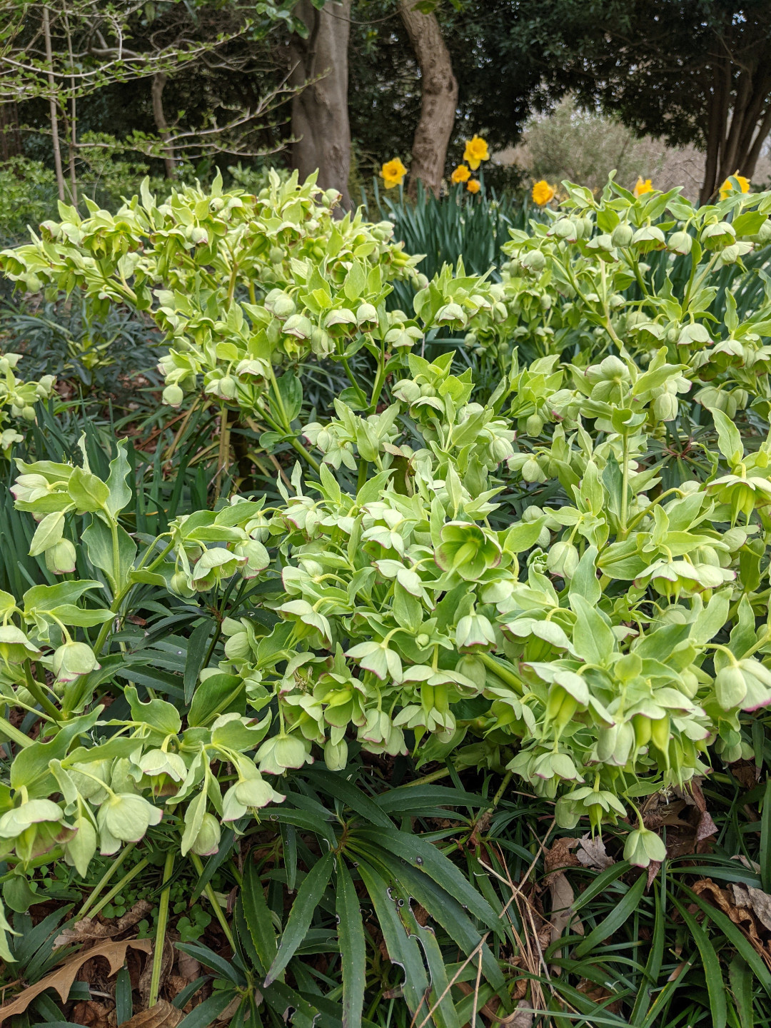 Big mass of green hellebores