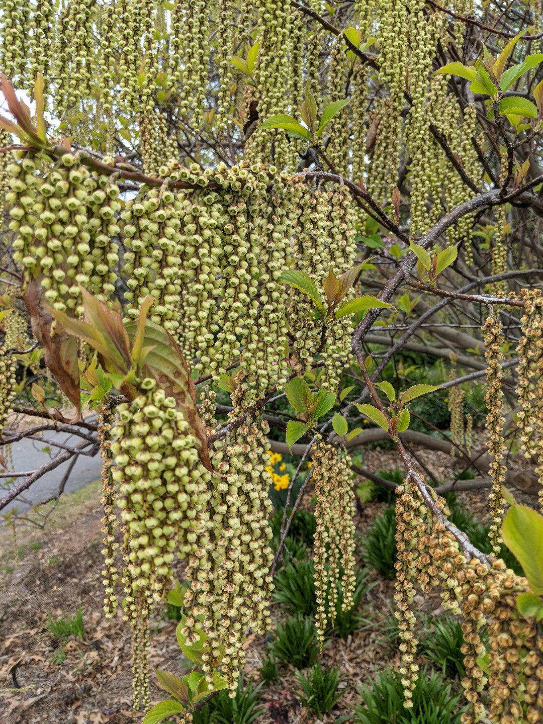 Stachyurus blooms