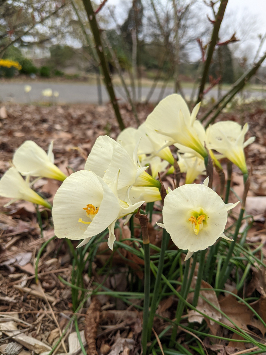 Narcissus White Petticoat