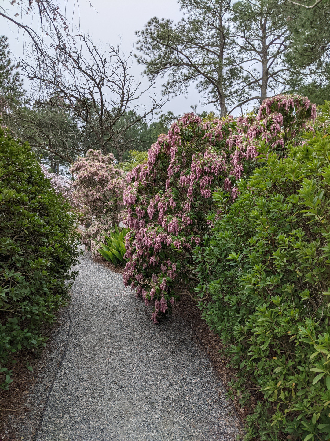 Japanese pieris along a path