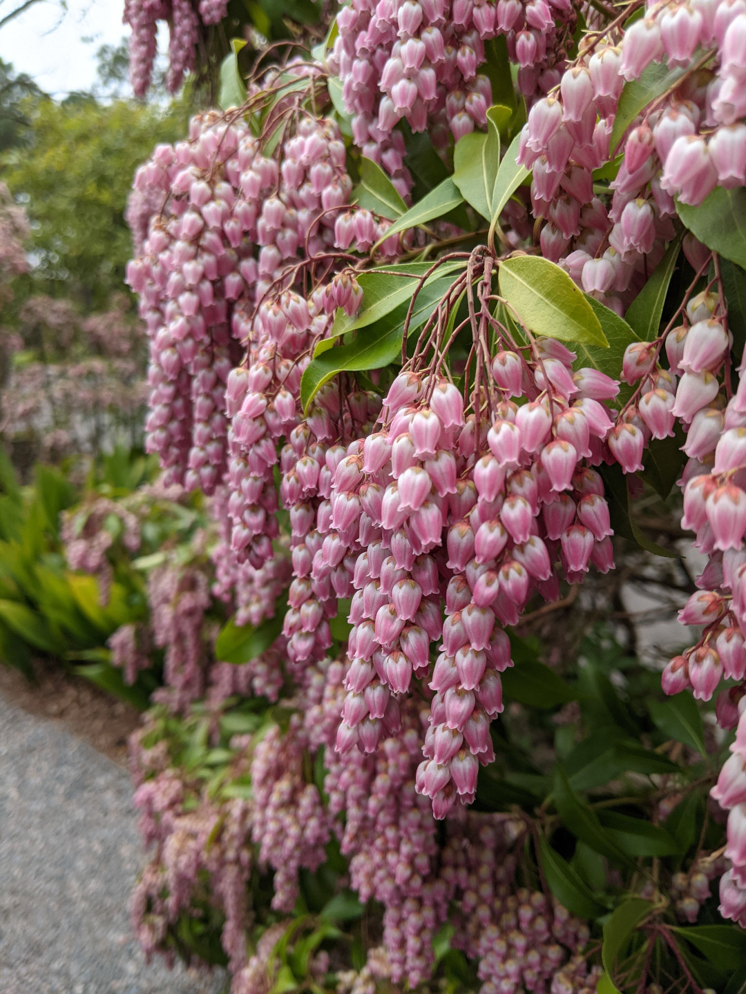 Closeup of the flowers of Japanese pieris