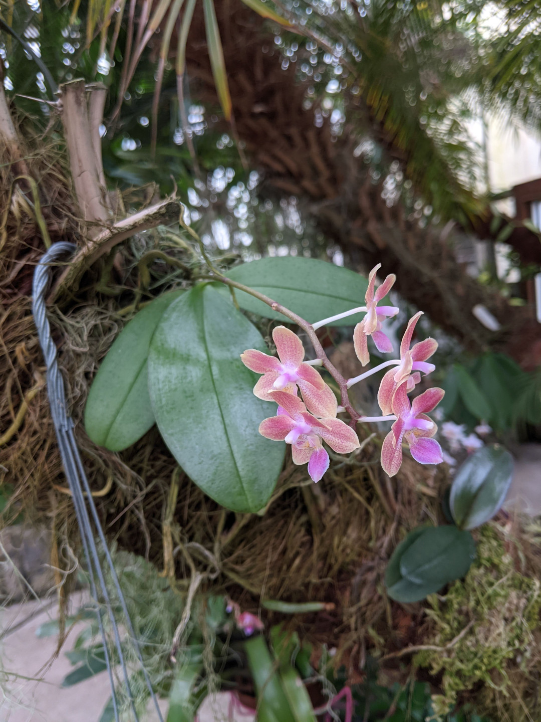 little moth orchid