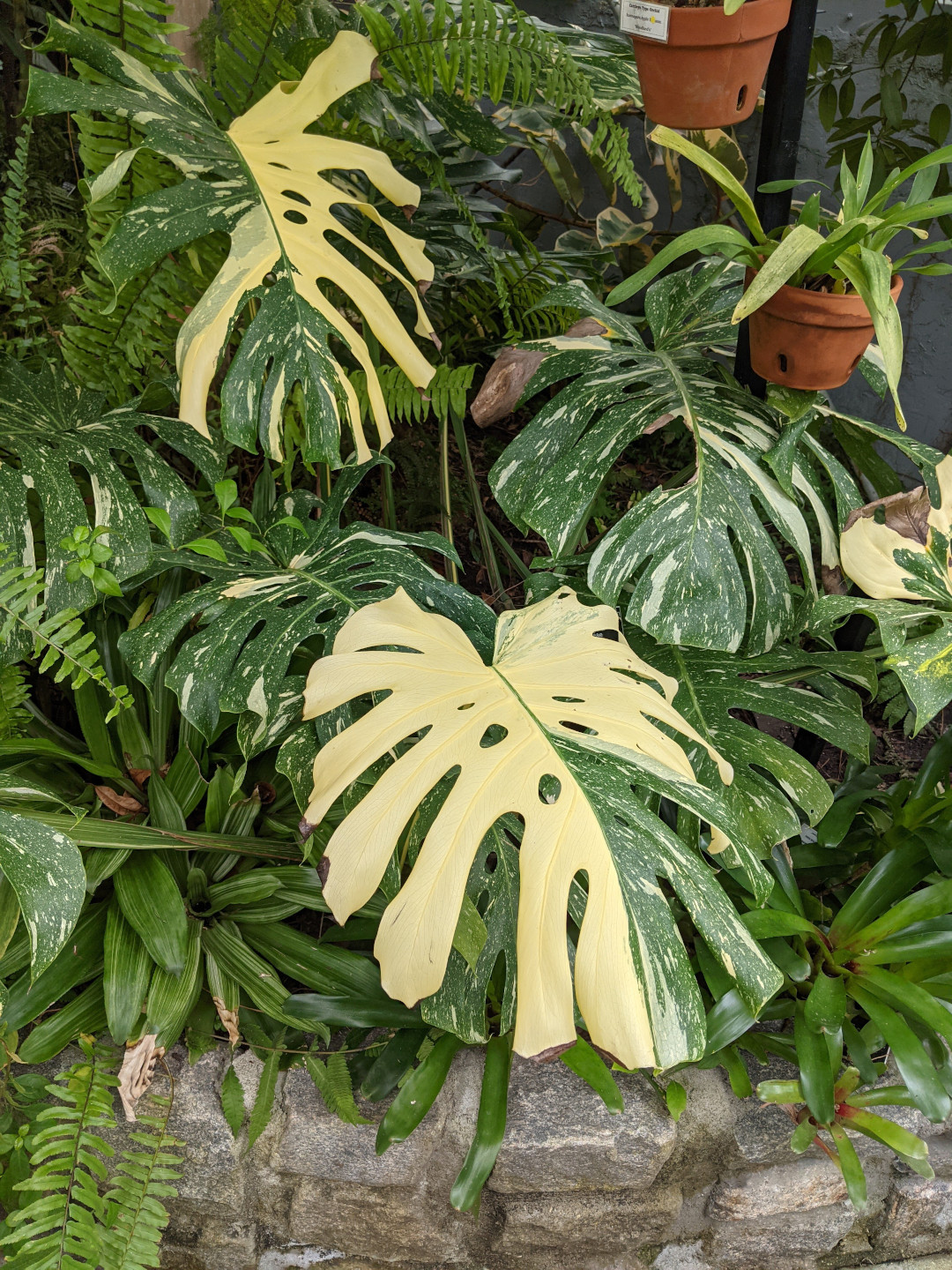 variegated monstera