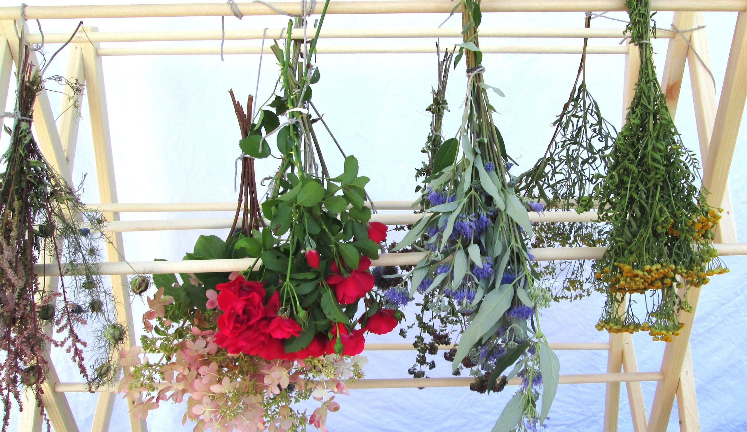 Flowers Drying on rack