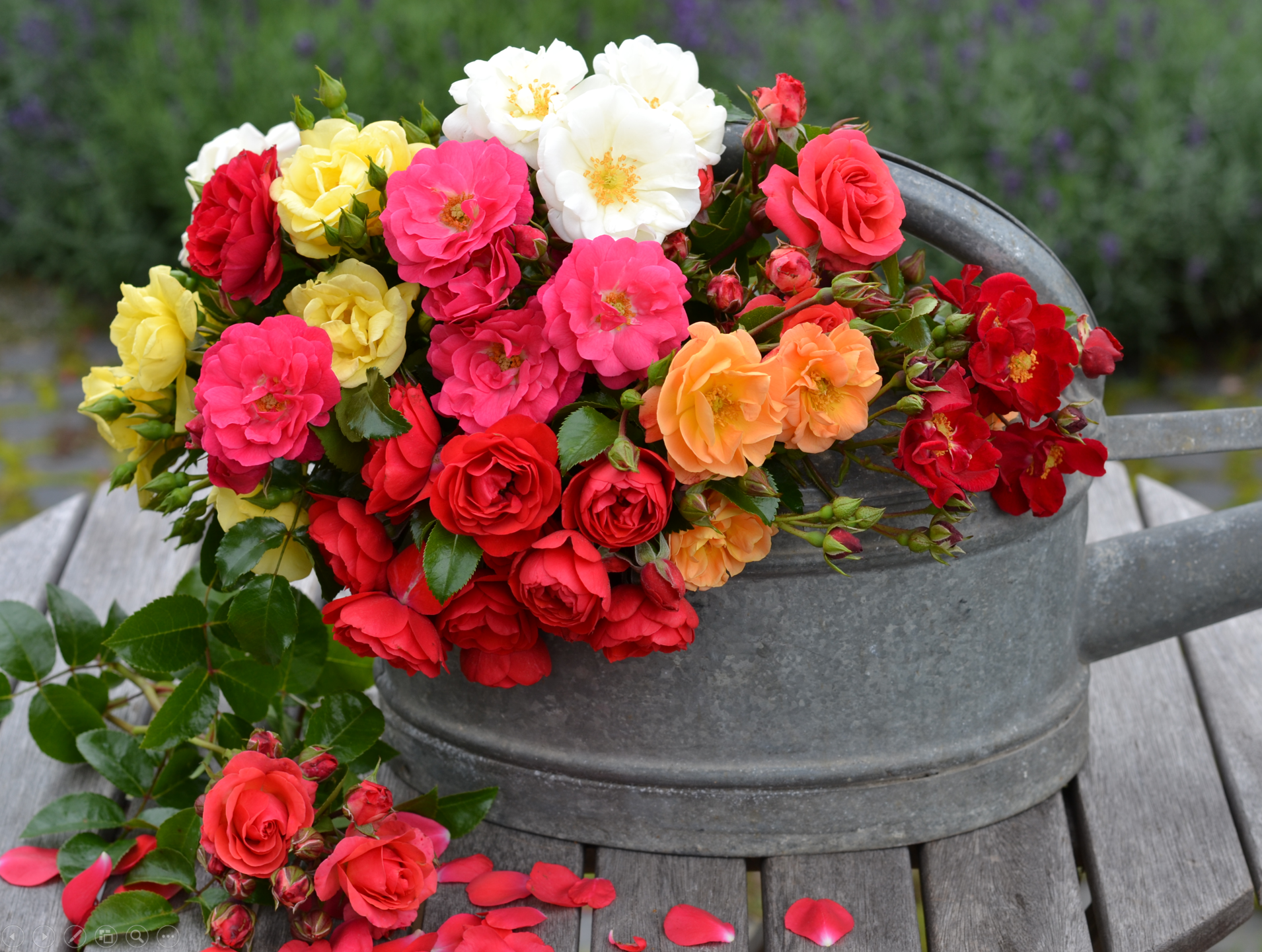 Flower Carpet - in watering can