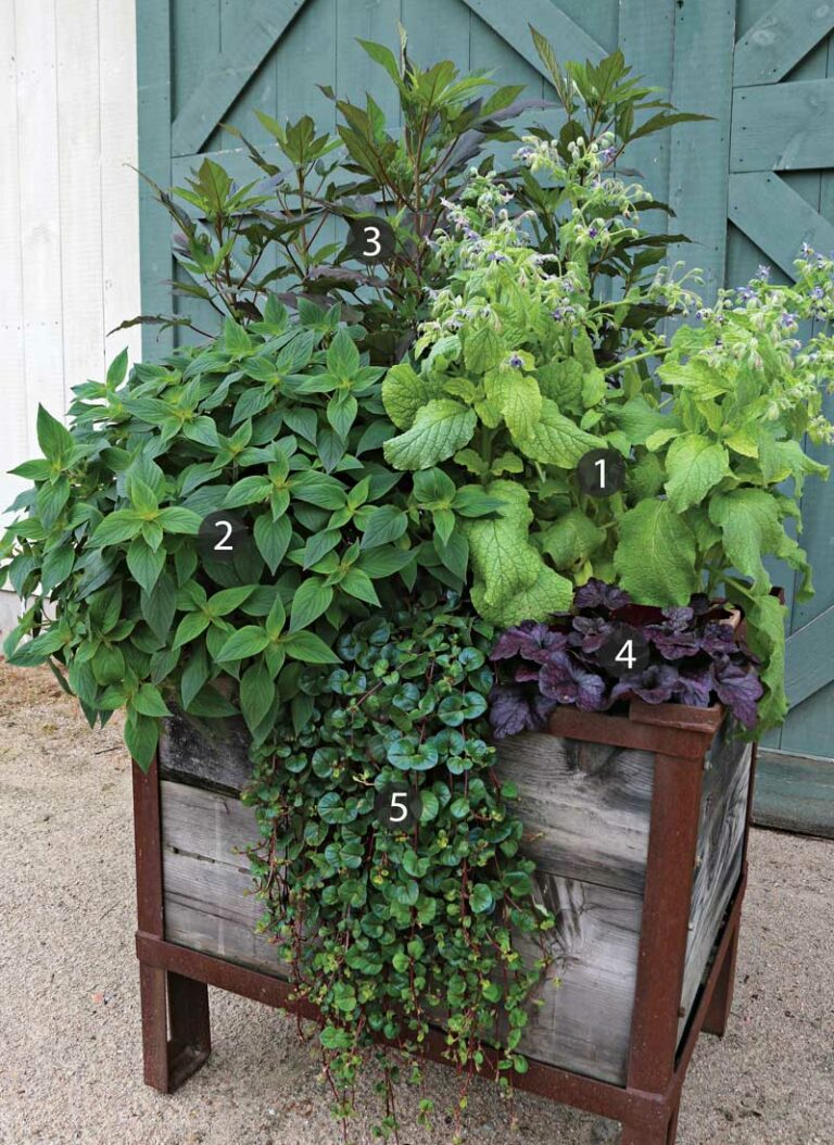 Add Herbs To Your Container Designs FineGardening   FG199PA02 Large Wooden Planter Box BorageIMG 0990 CTC E1667423545224 768x1054 