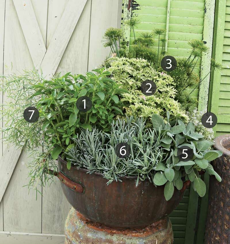 Add Herbs to Your Container Designs - FineGardening