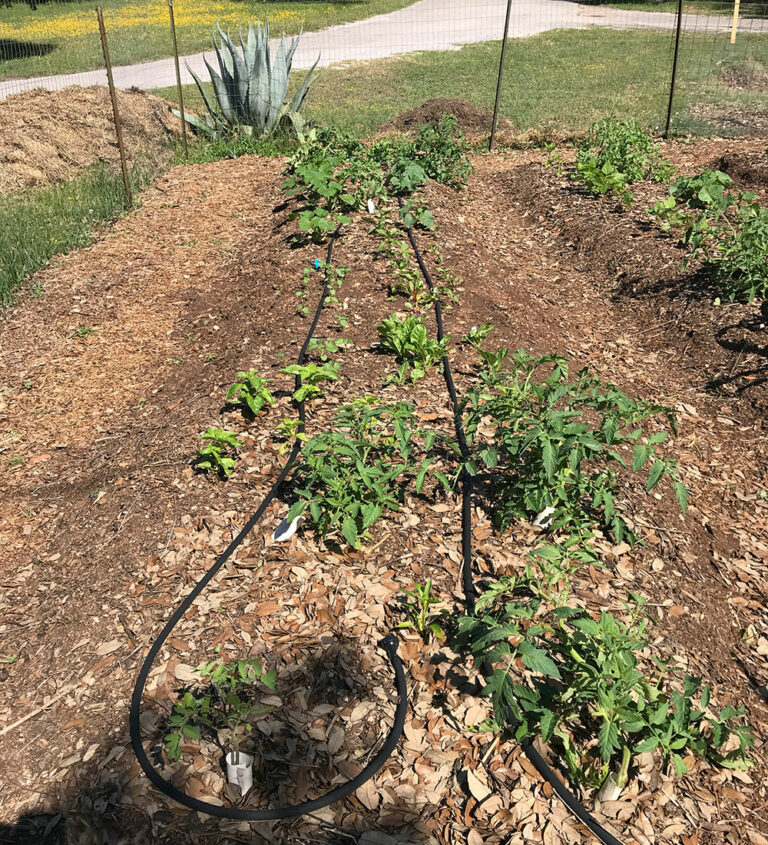 Choosing Where to Build Your Vegetable Garden in the Southern Plains ...