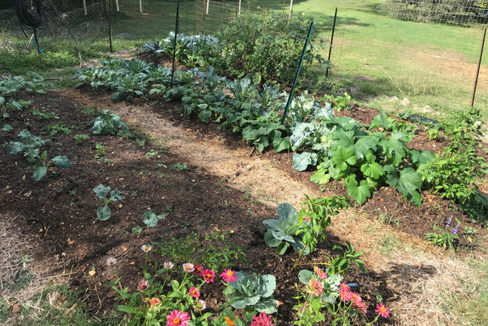 summer and fall vegetable garden