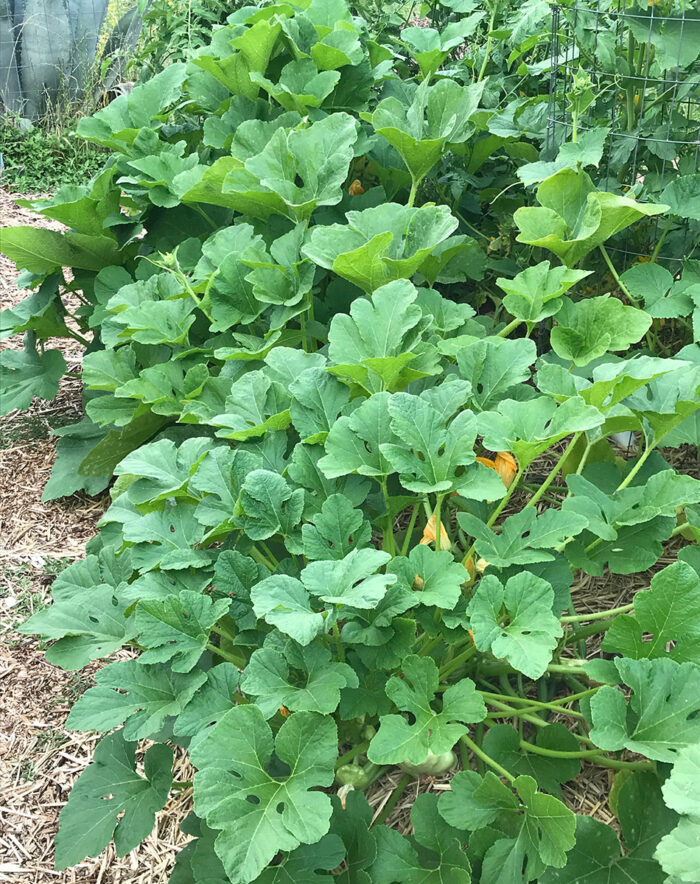 Choosing Where to Build Your Vegetable Garden in the Southern Plains ...