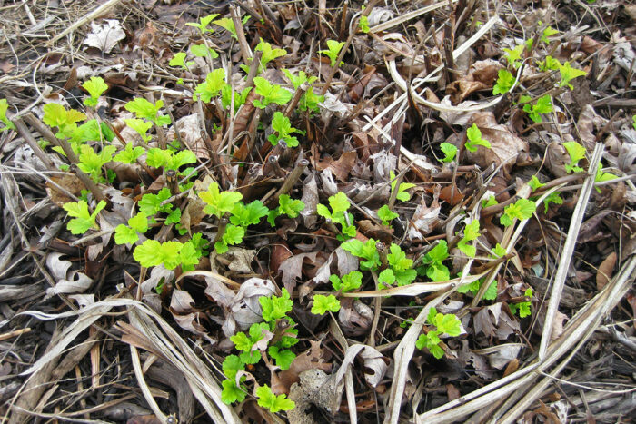 ninebark growing bright new foliage