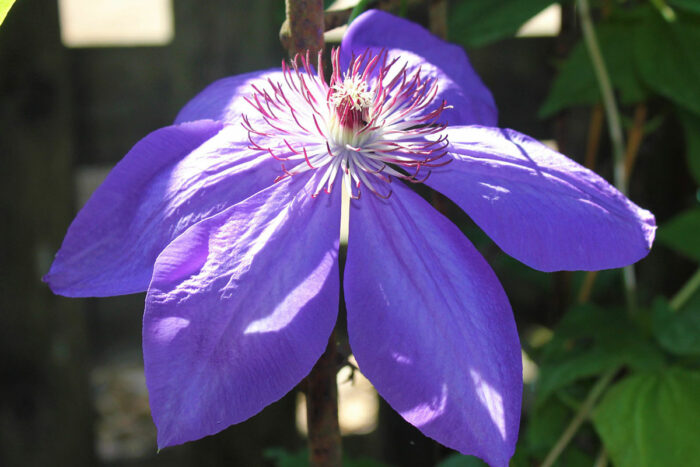 Elsa Spath clematis