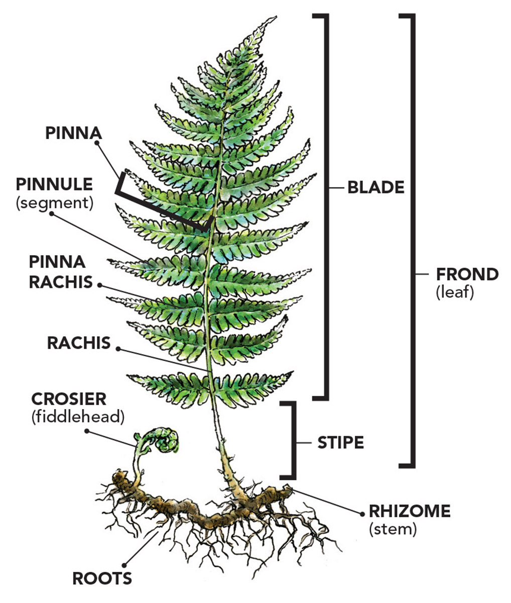 Parts Of A Fern Plant