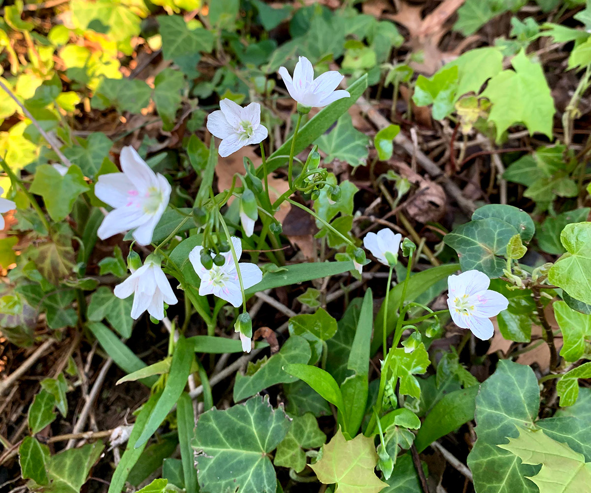 Native Spring Ephemerals for the Mid-Atlantic - FineGardening