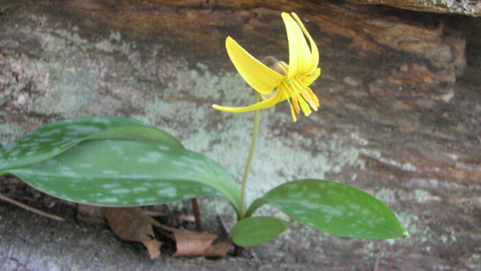 Yellow trout-lily