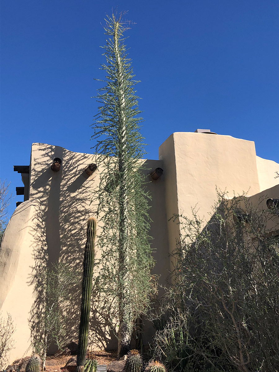 Boojum tree