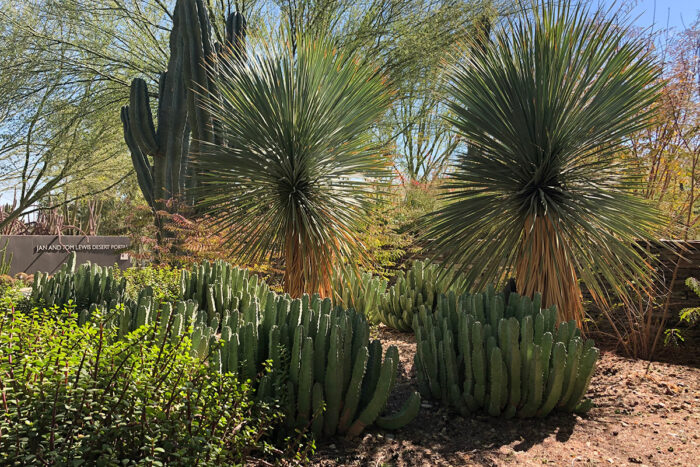 Desert Botanical Gardens