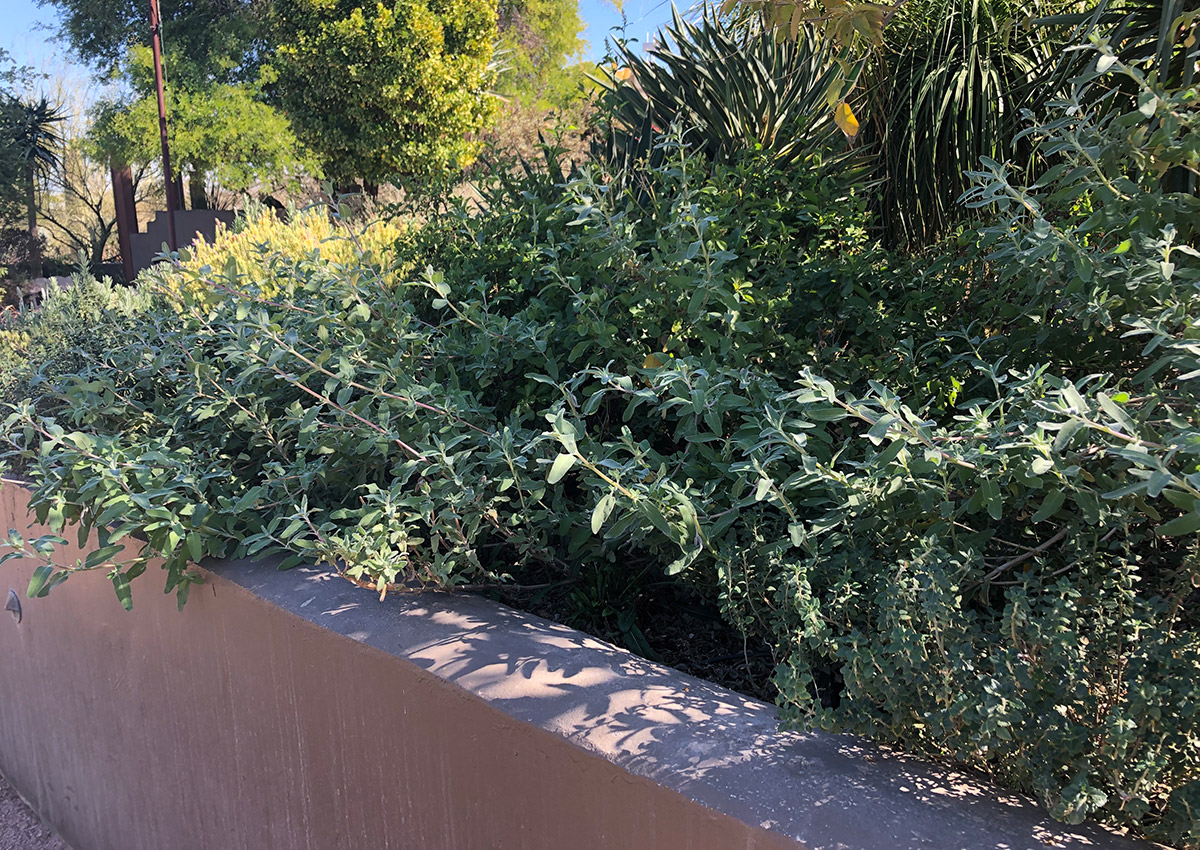 Sensory Garden at Desert Botanical Garden