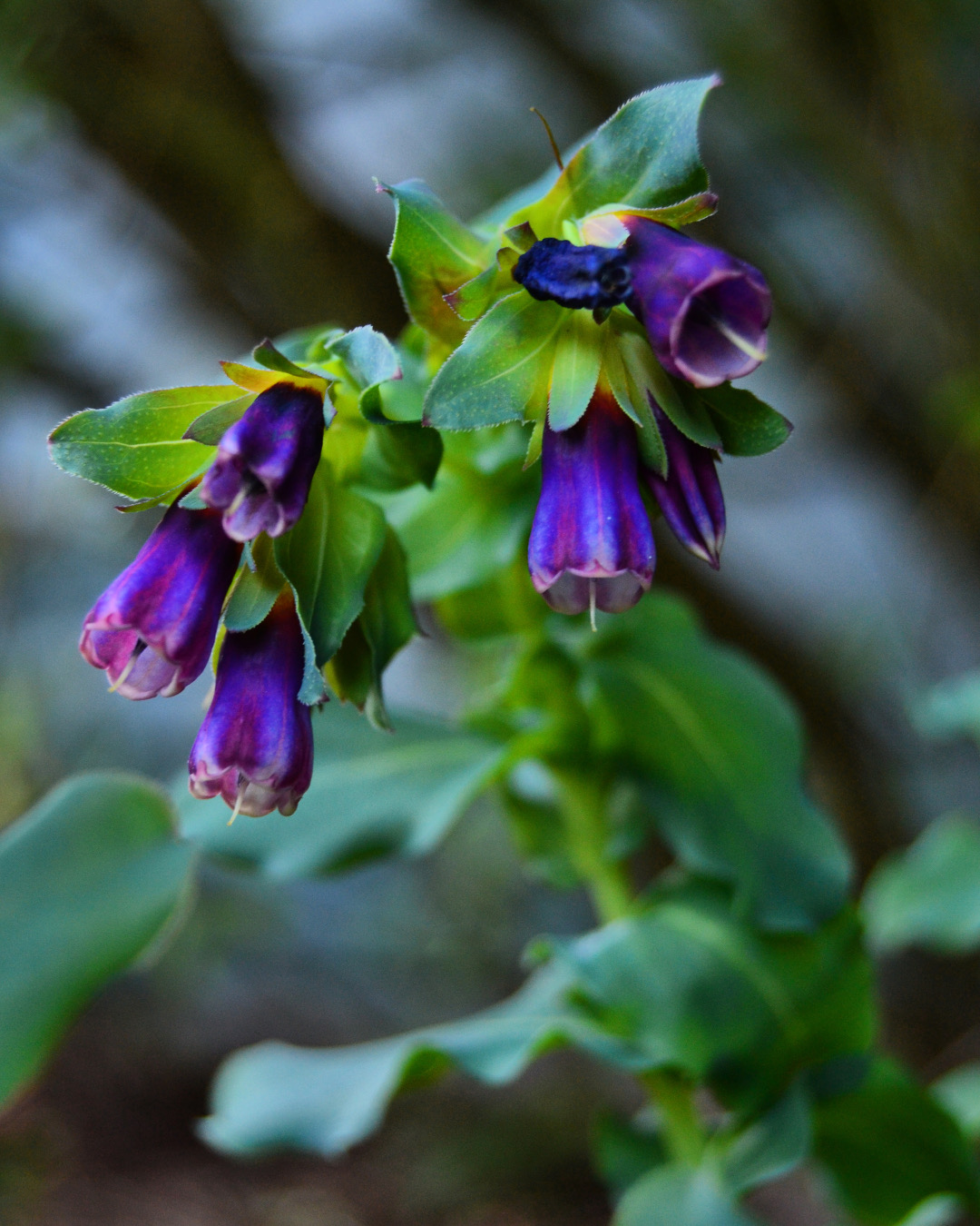 Close-up of Honeywort Kiwi Blue