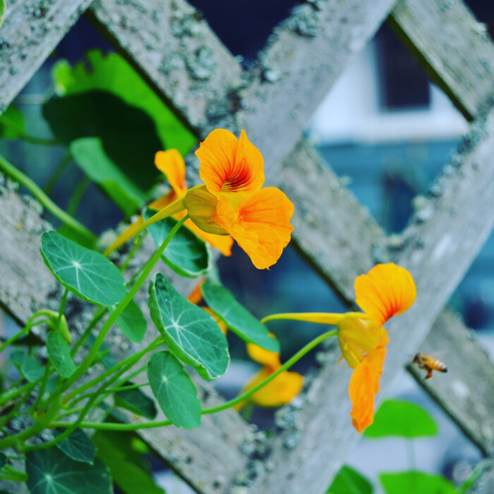 Trailing nasturtium