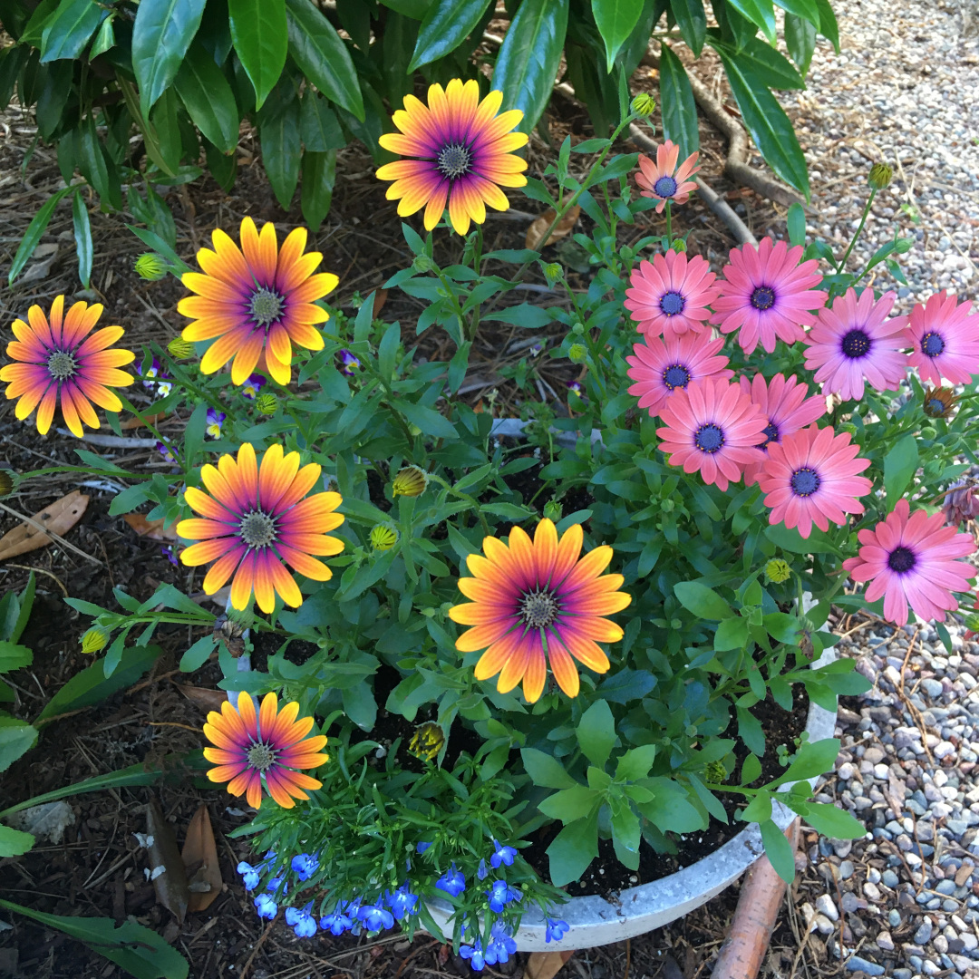 African daisies