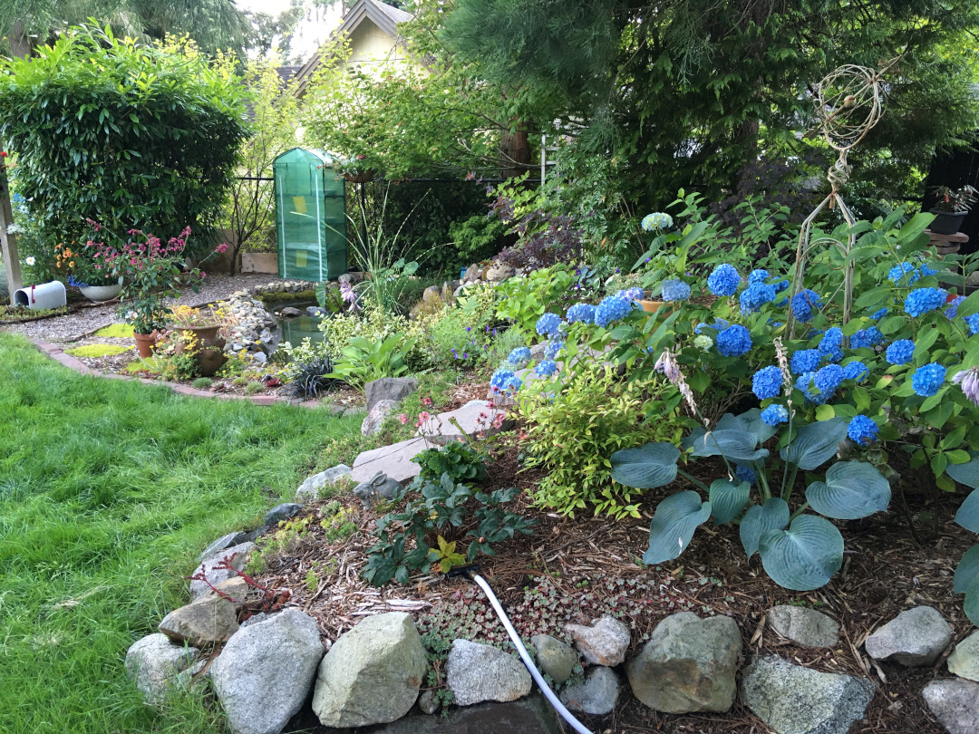 garden bed and pond in the shade