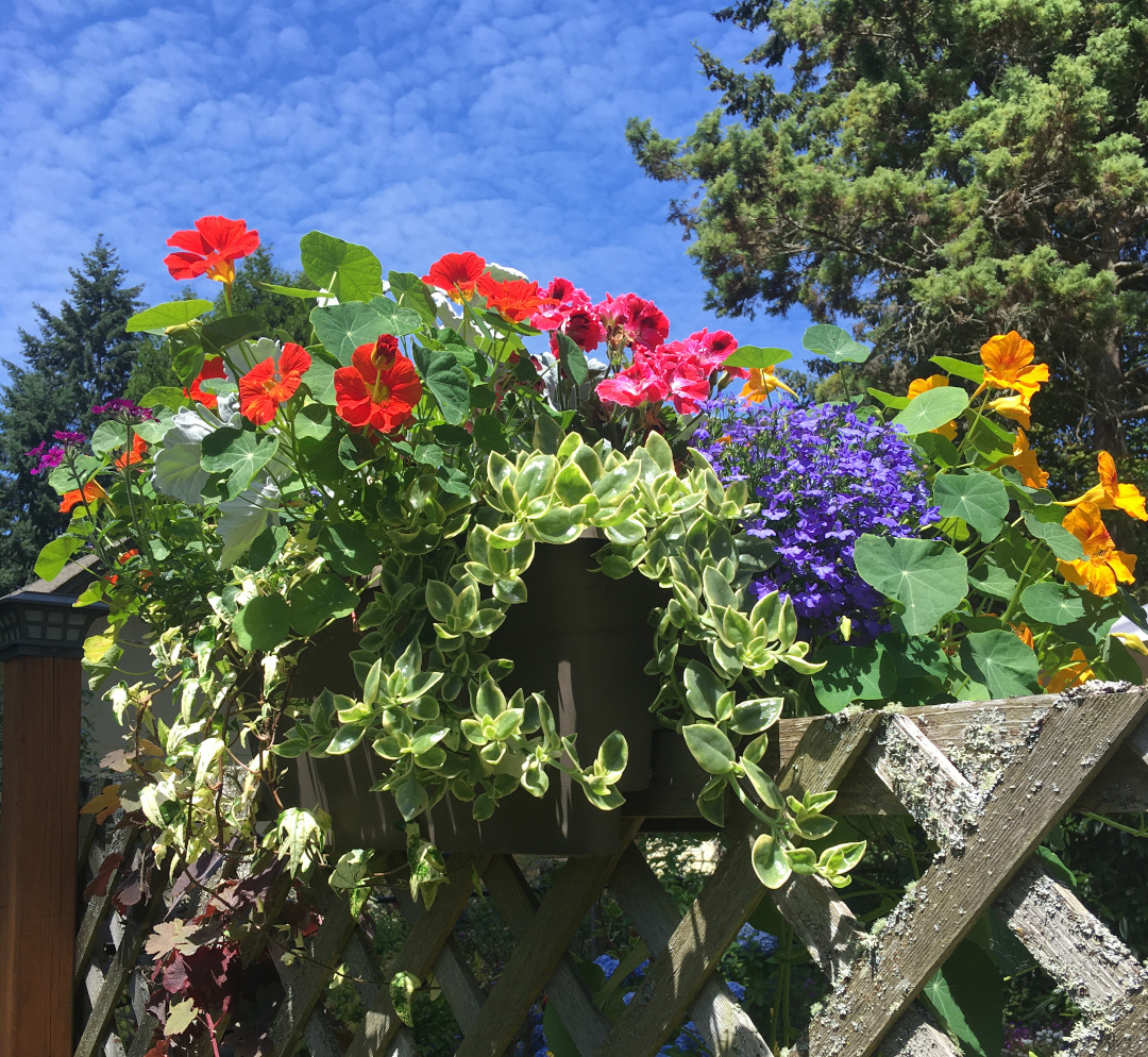 container planting on a fence