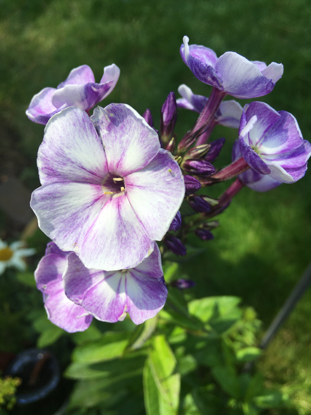 purple and white phlox