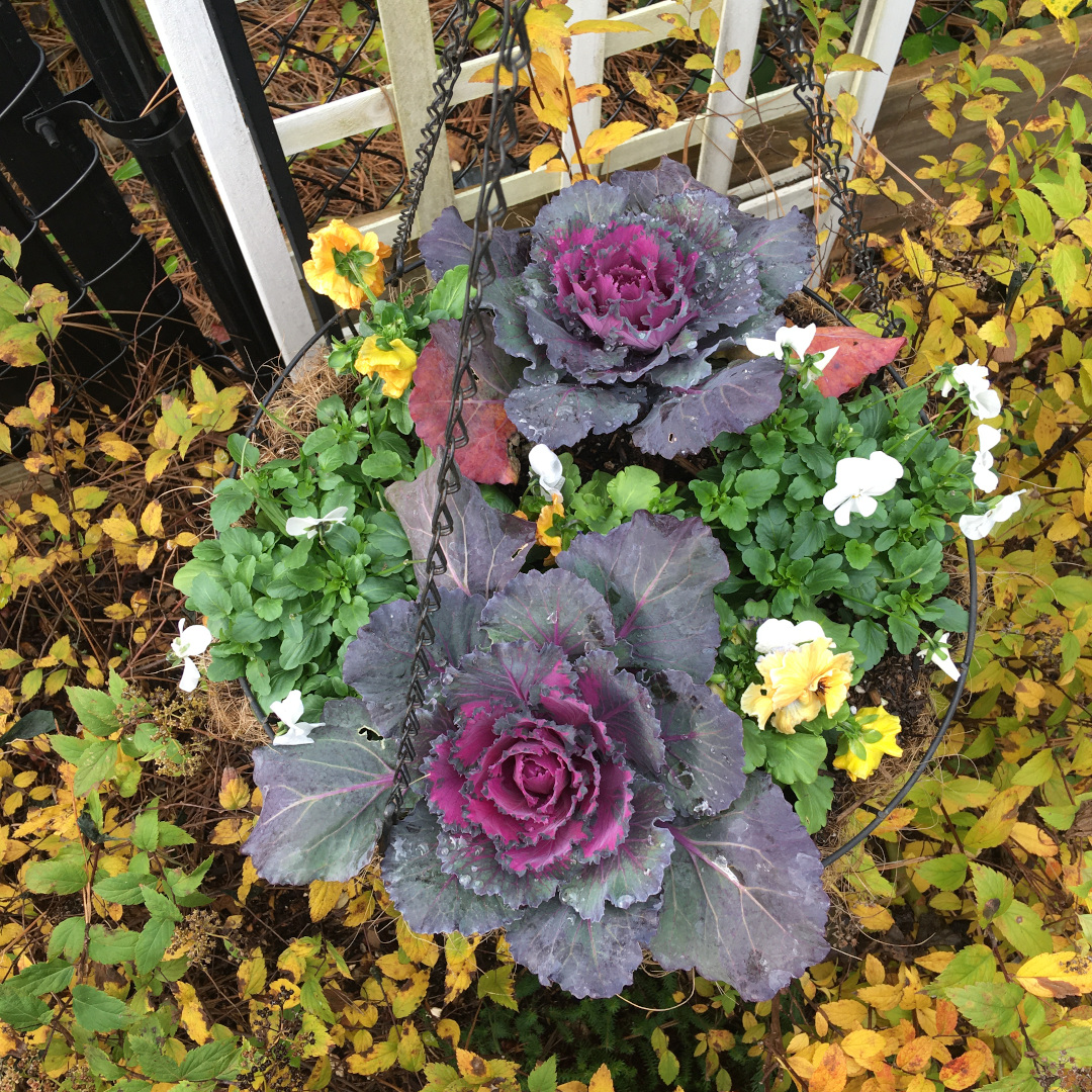 fall container planting