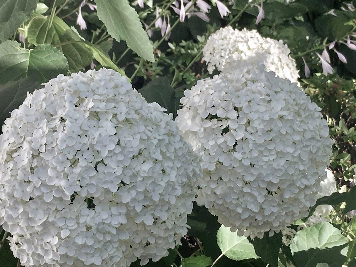 close up of annabelle smooth hydrangea flowers