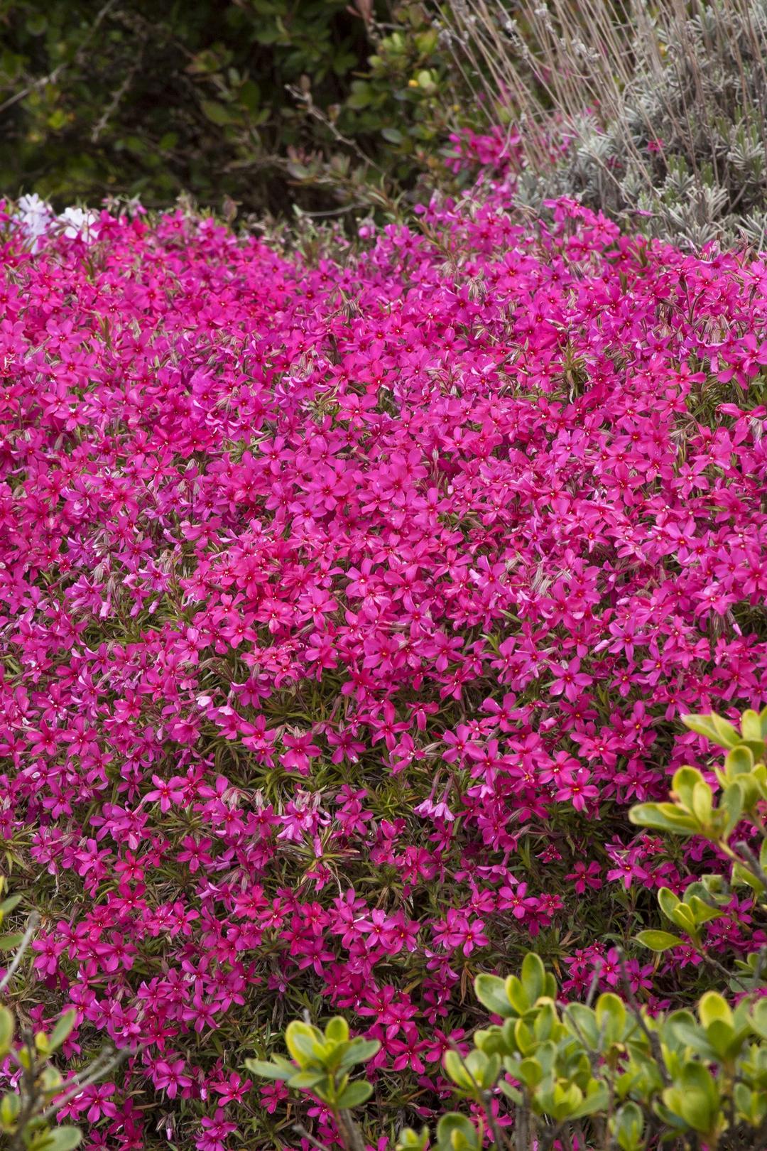 Phlox subulata Red Wings