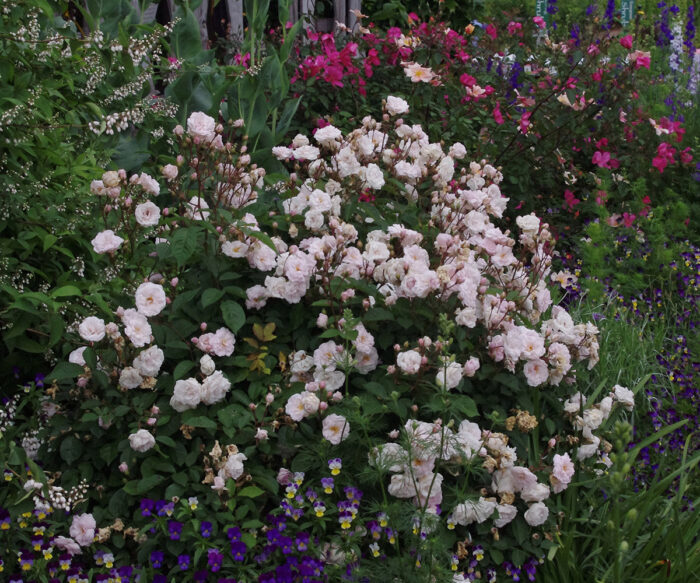 The Best Roses for Your Garden - FineGardening