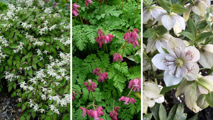 epimedium bleeding heart and hellebores