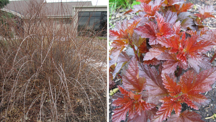 ninebark before and after being cut back