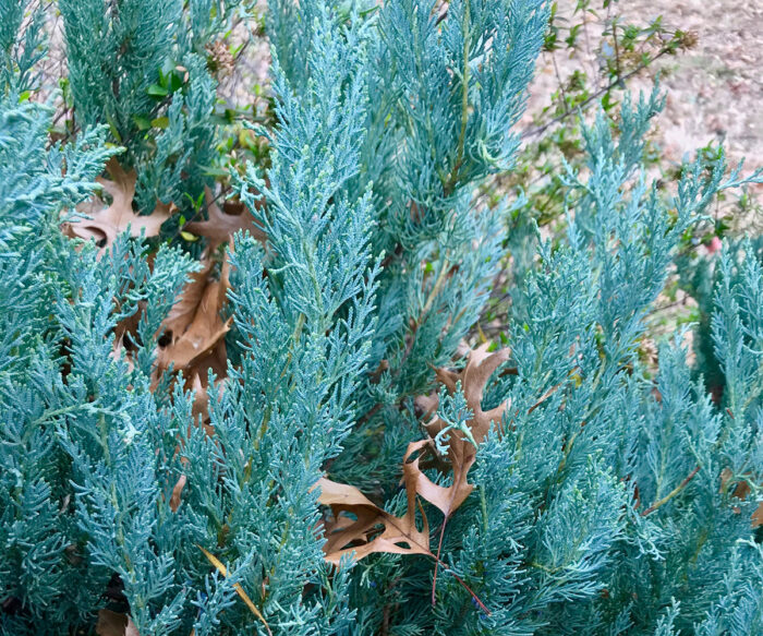 Compact blue Eastern red cedar