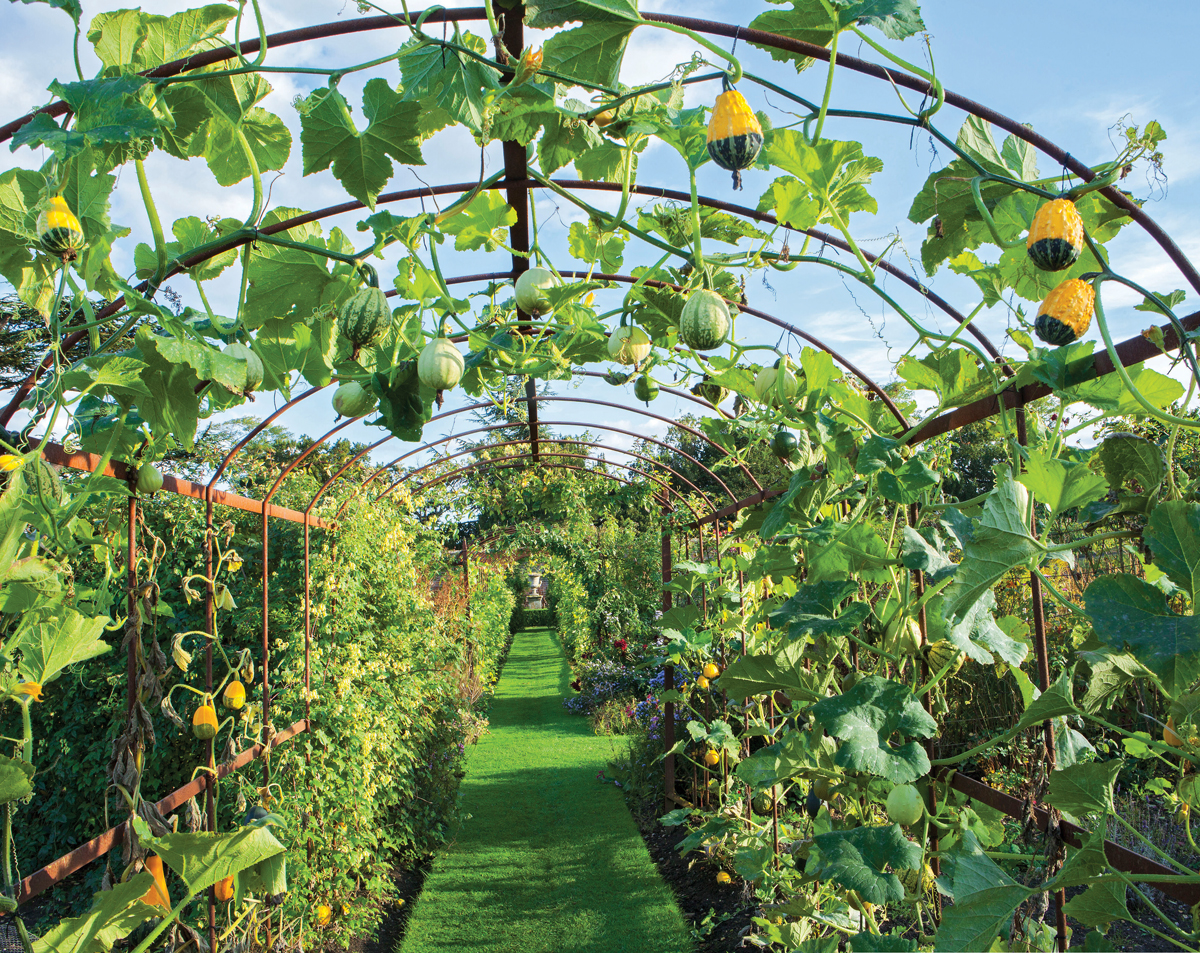 An arbor trellis with hanging gourds