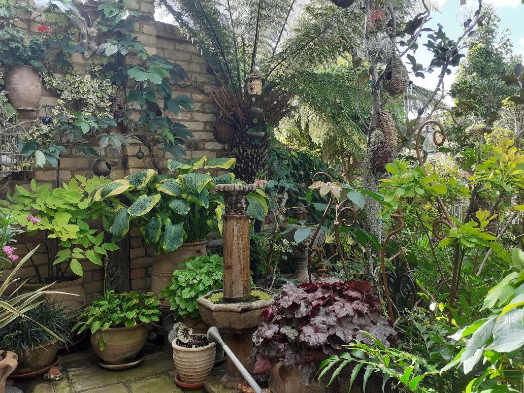 foliage plants in containers on a patio