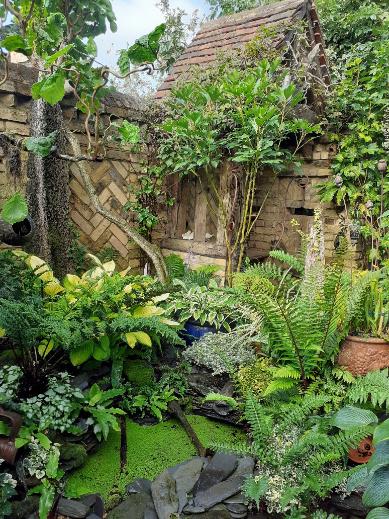 hostas in ferns in the garden