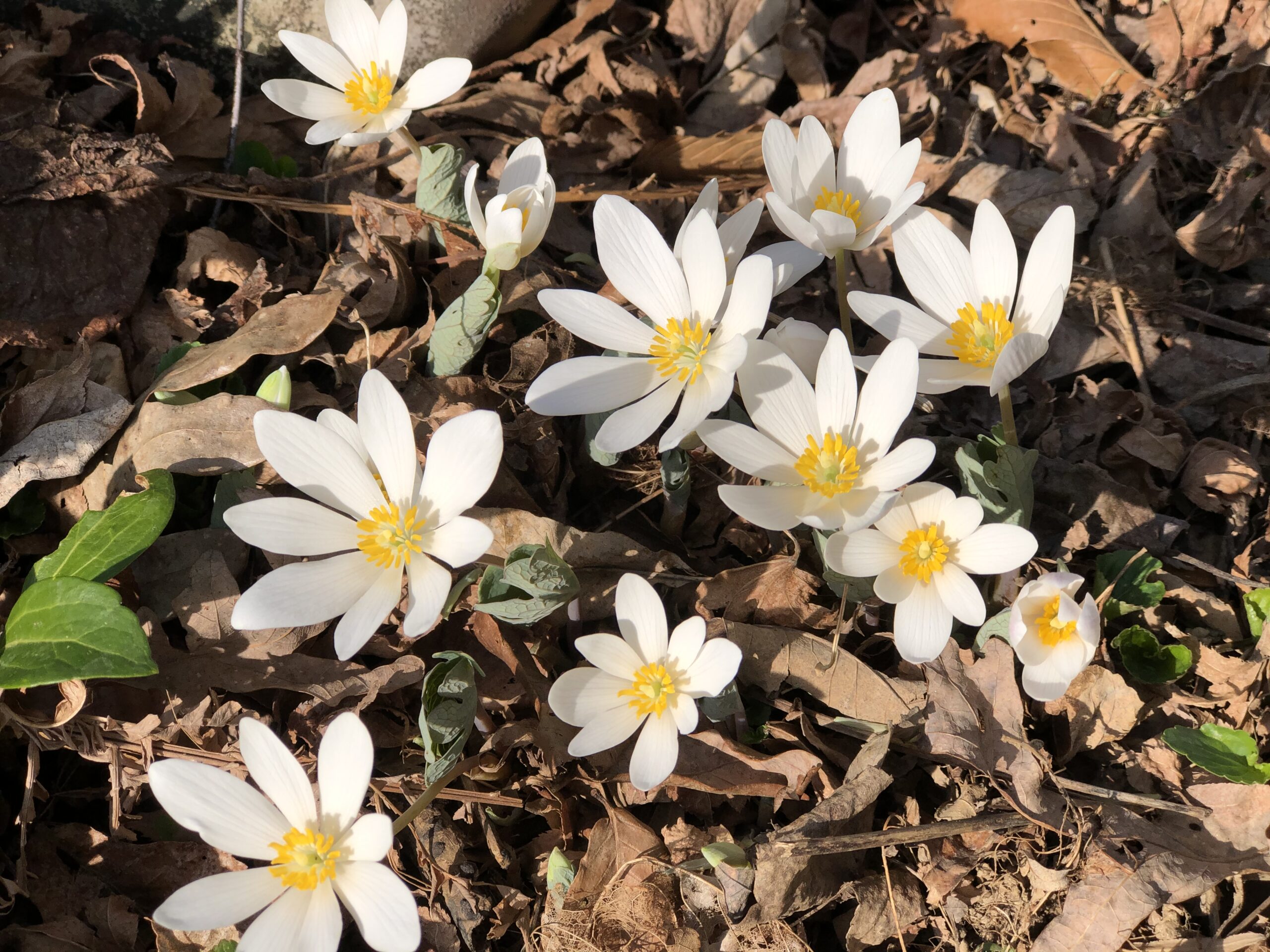 Bloodroot blooms