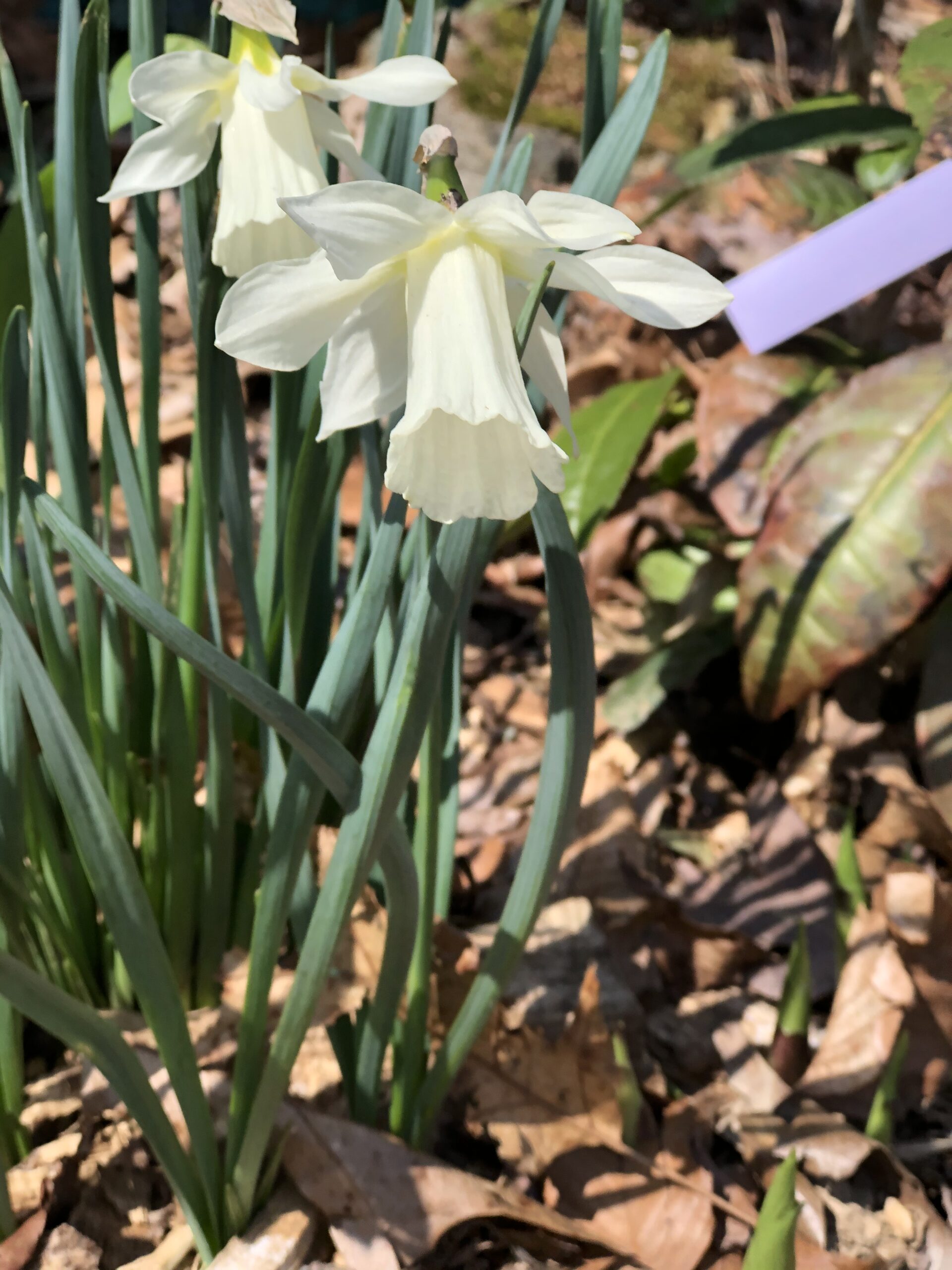 white daffodil in bloom