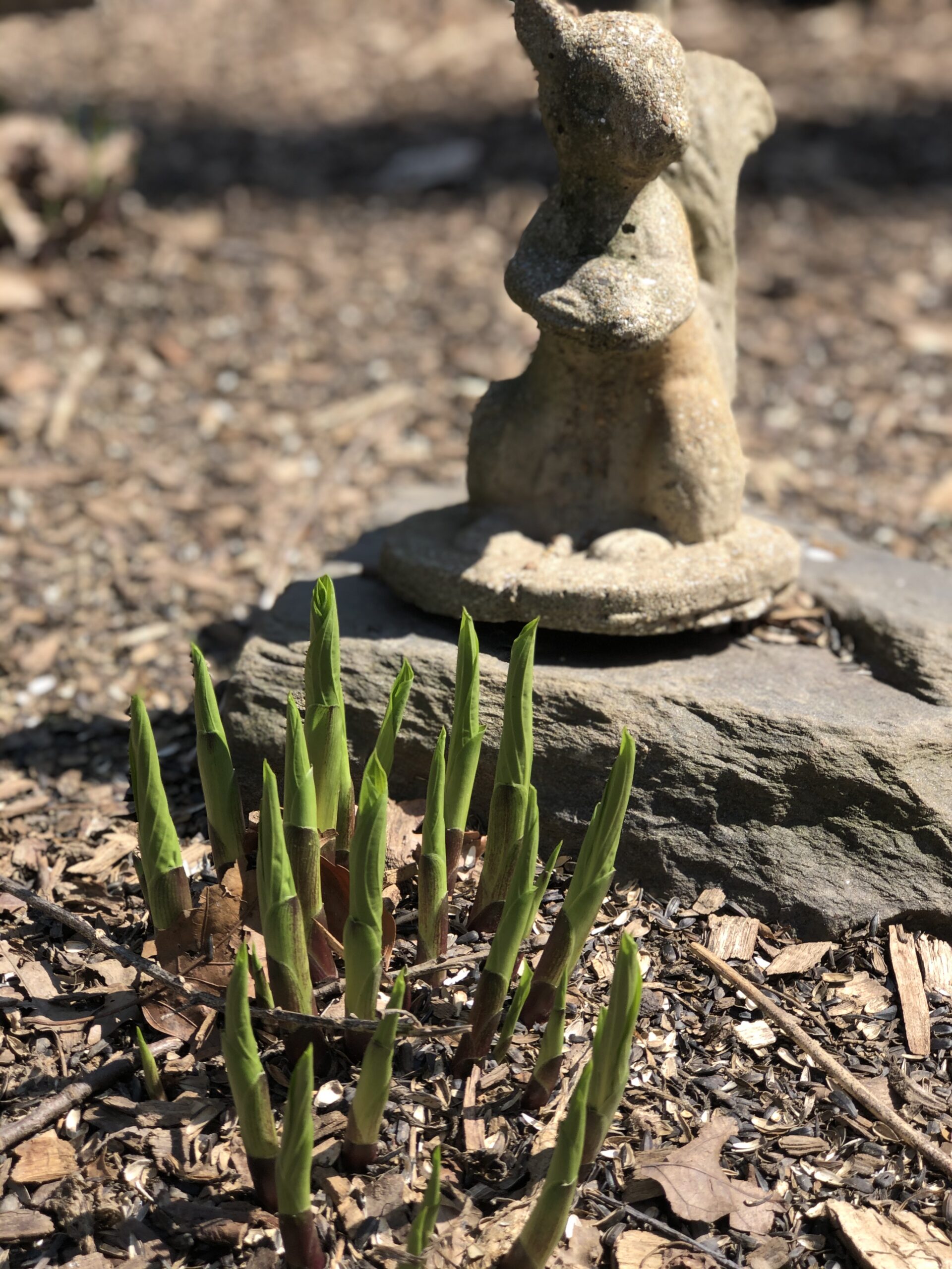 hosta leaves just starting to emerge from the ground