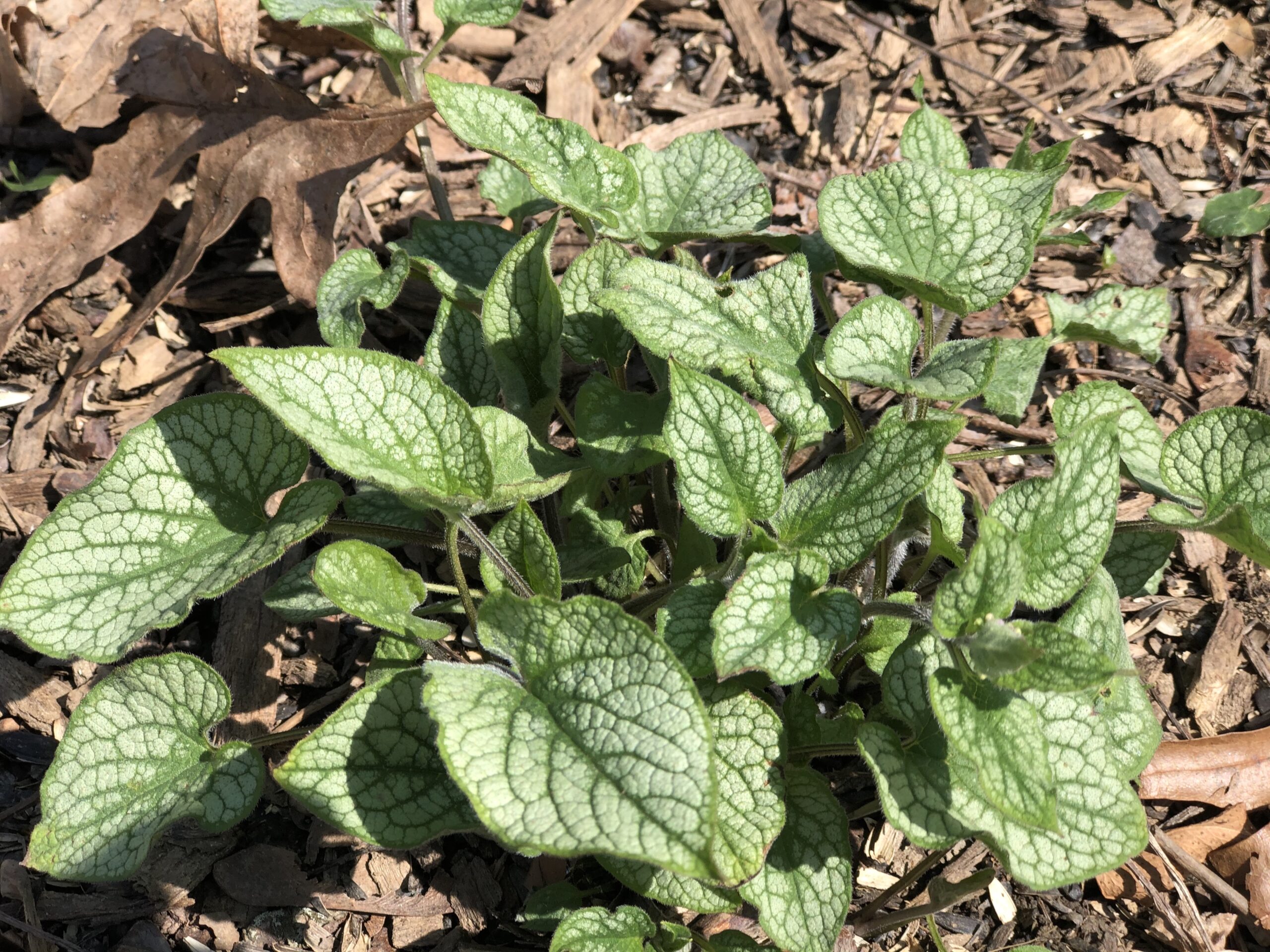 Brunnera macrophylla in the spring