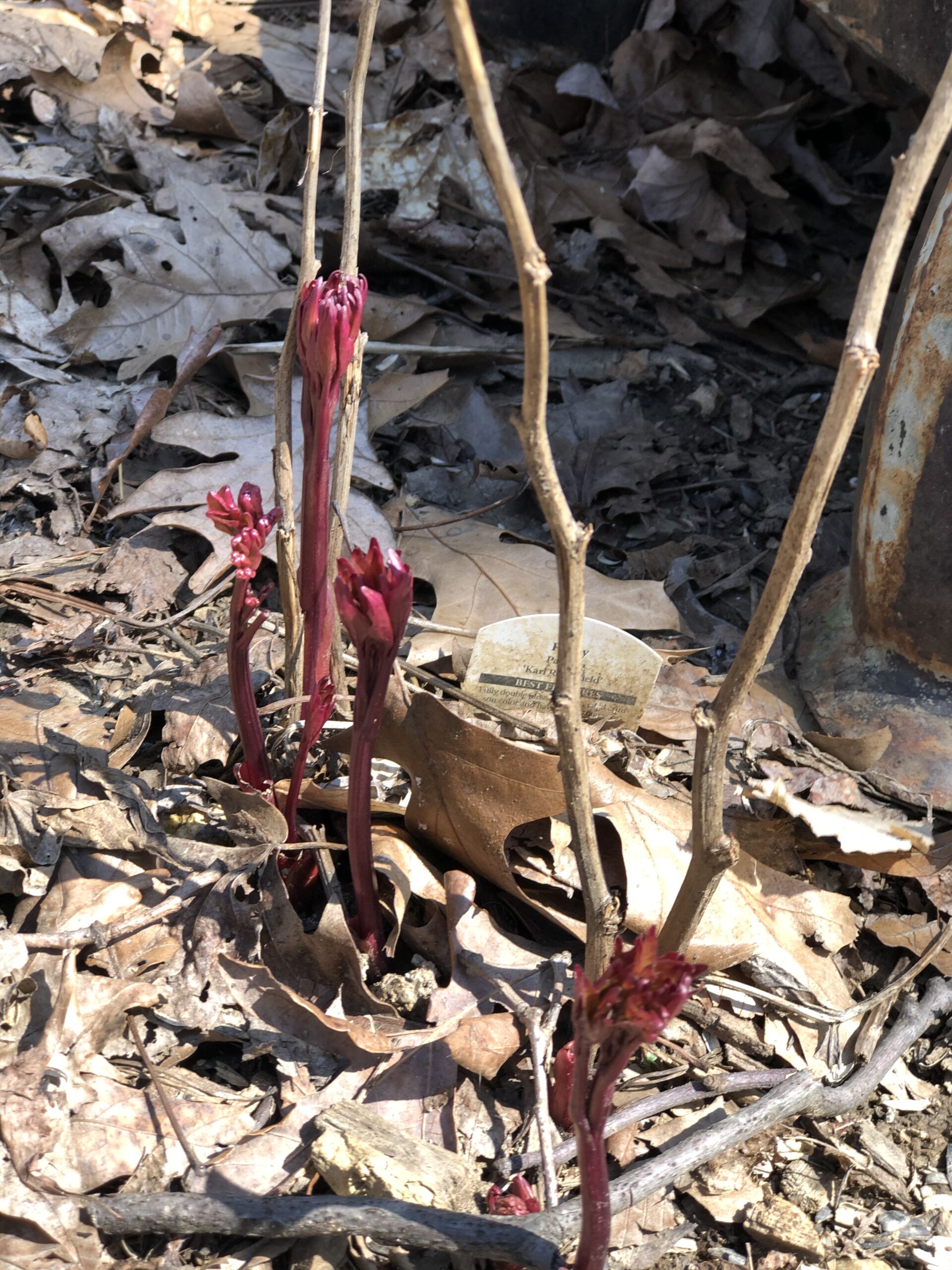 Shoots of peonies in the spring