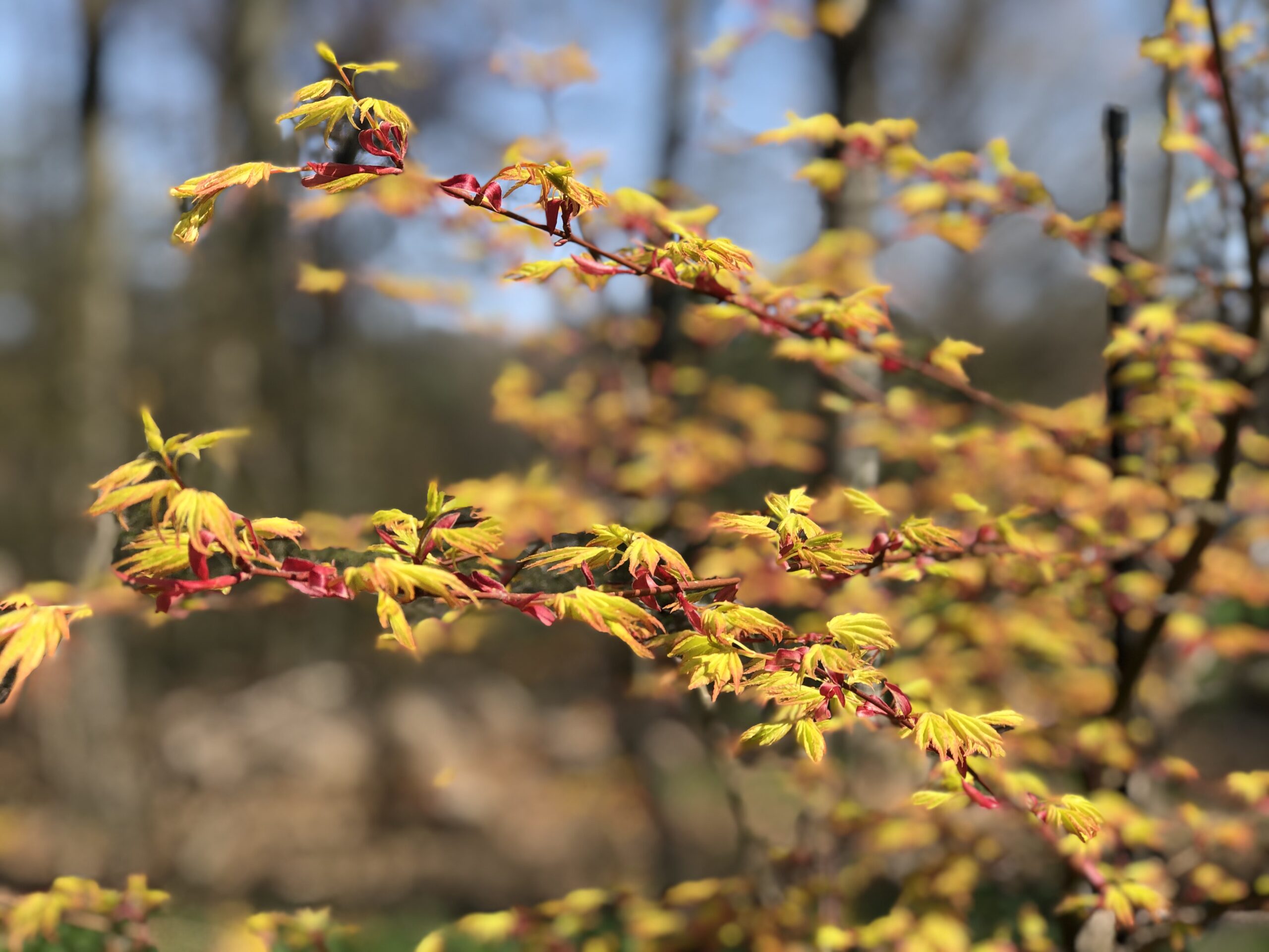 Japanese maple leaves emerging in spring