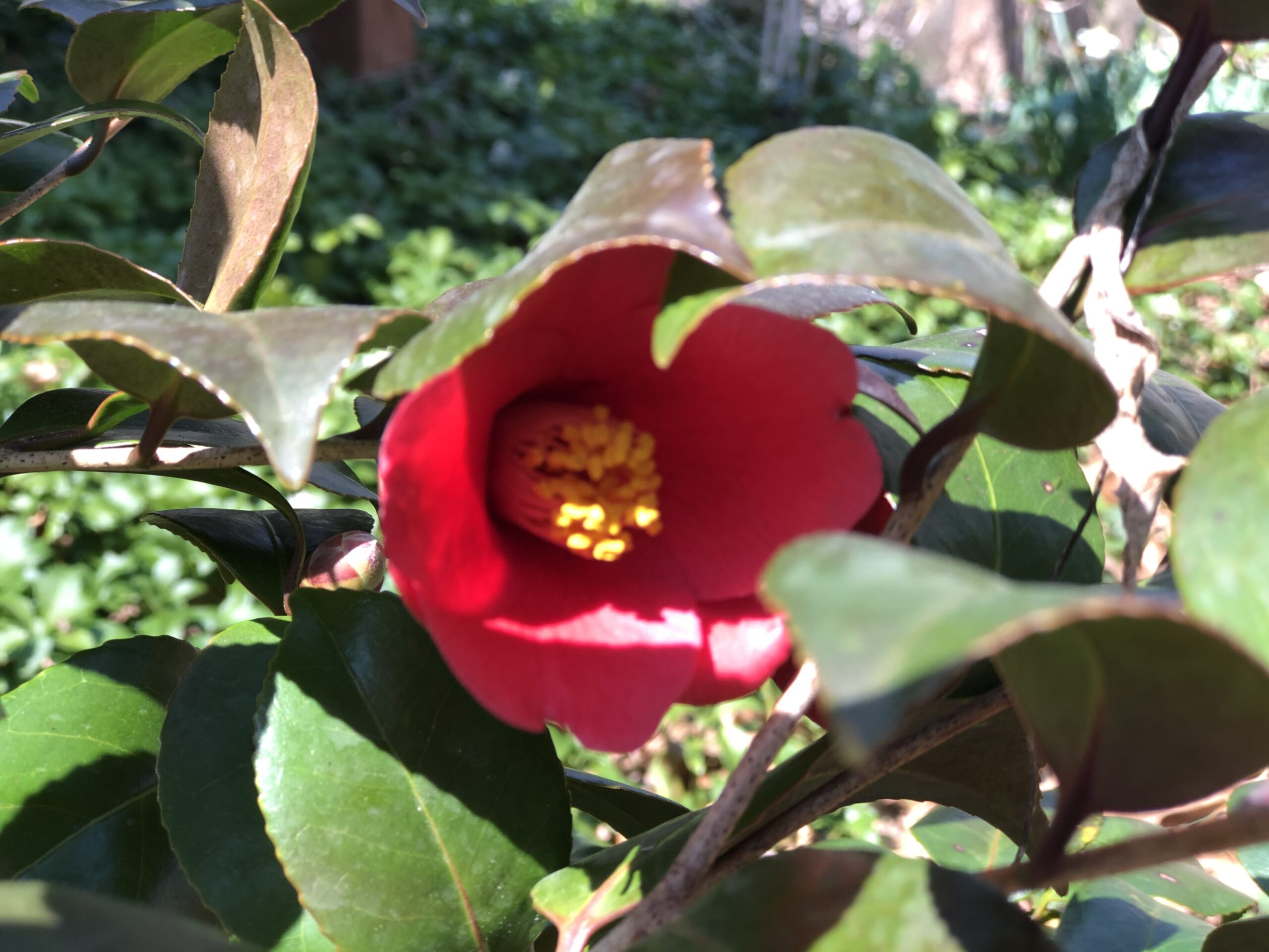 Camellia Balustrade