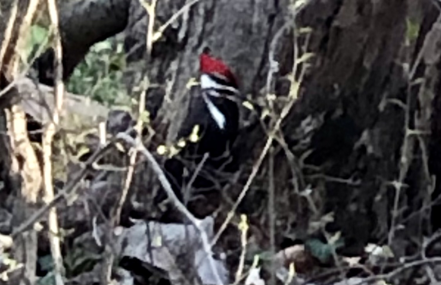 pileated woodpecker