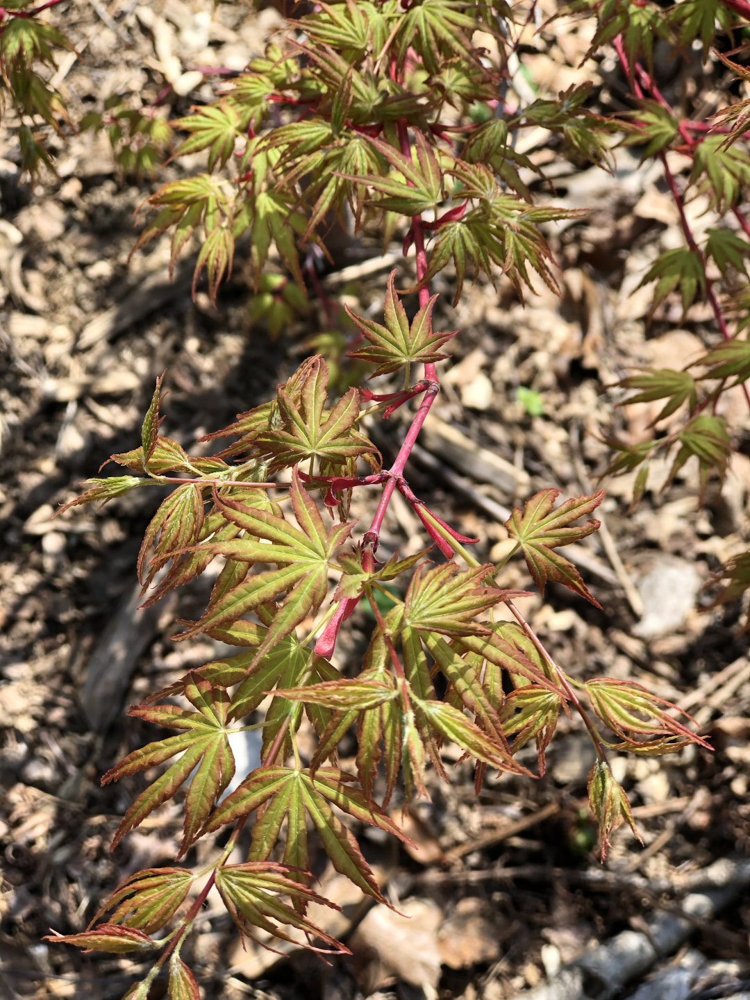 new growth on a Japanese maple